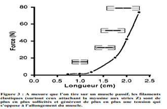 R&eacute;traction-du-sous-complexe-ischio-jambier-et-ses-cons&eacute;quences.jpg